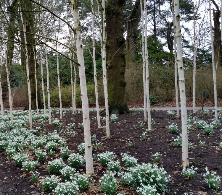 Snowdrops among birch trees at Dunham Massey, National Trust 19 Feb 2018